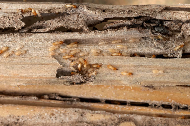 Best Pest Control Near Me in West Reading, PA